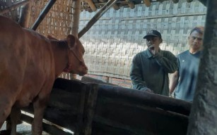 Maling Acak-acak Maron Probolinggo,  Dua Kandang Sapi Dikuras dalam Semalam