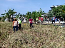 Diduga Serangan Jantung, Petani Sekapuk Gresik Ambruk di Tengah Sawah