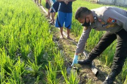 Senjata Makan Tuan, Petani Mojoagung Tuban Tewas Tersengat Listrik