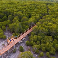 Mau Wisata Mangrove di Banyuwangi, Ini Tiga Pilihannya