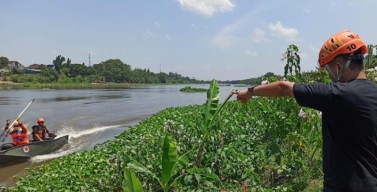 Viral Buaya Putih Muncul di Sungai Brantas Wilayah Kediri