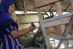 Lagi! Maling Sapi Beraksi di Jombang