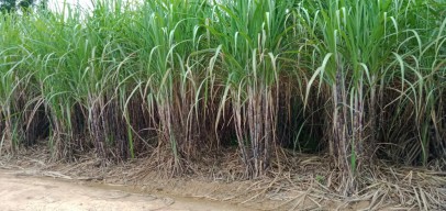 10 Kali Masuk Kebun Tebu Bersama Pacarnya, Gadis Ini Hamil dan Melahirkan