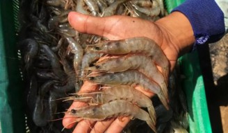 Pandemi Covid-19, Udang Lokal Masih Diminati Pasar Internasional