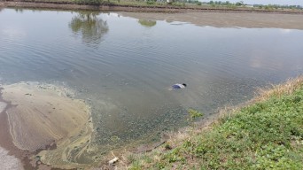 Penjaga Tambak di Duduk Sampeyan Gresik Tewas Mengapung, Penyebabnya Masih Misteri
