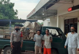 Nuntun Sapi di Tengah Hutan Ujungpangkah Gresik, Saat Didekati Ternyata Komplotan Pencuri asal Tuban