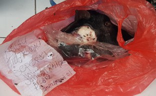 Kritisi Risma, Ketua KIPP Jatim Novly Diteror Kepala Kambing Segar