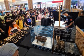 Aneka Kucing dan Satwa Peliharaan Ramaikam Ratusan Gresik Cat And Reptile Supershow