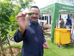 Konon Daun dan Biji Bidara Bisa Usir Setan dan Obati Penyakit Kronis