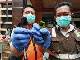 Ratusan Burung Cucak Hijau dan Murai Batu Diselundupkan ke Surabaya