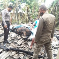 Kandang Kobong, Sapi Jadi Sapi Bakar Guling