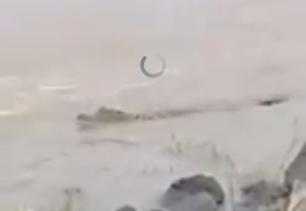 Ada Buaya di Kali Porong, Kemunculannya Langsung Jadi Tontonan Warga