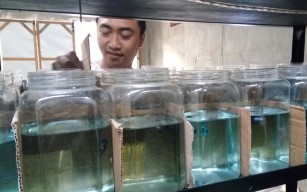 Pemuda Sidoarjo ini Panen Cuan Dari Hasil Budidaya Ikan Cupang