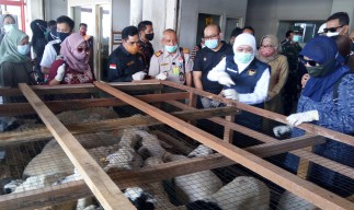 Gubernur Jatim Khofifah Lepas Ekspor Ribuan Domba Budidaya Perempuan ke Brunei