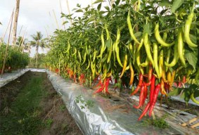 Harga Lombok Mahal, Pemuda Ini Tergiur Lalu Panen Cabai Merah di Kebun Orang