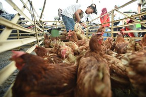 Pinsar Jatim Desak Pemerintah Beri Batasan Harga Jual DOC Ayam Boiler