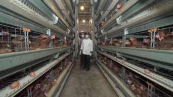 Di Banyuwangi Ada Kandang Ayam Petelur Ramah Lingkungan, Bau Kotoran Hilang