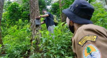 Warga Tulungagung Dua Kali Berpapasan dengan Harimau di Hutan, BKSDA Langsung Pasang Kamera Perekam