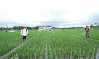 Tahun Ini Petani Banyuwangi Dijatah Pupuk Organik Gratis 400 Hektar Setiap Kecamatan