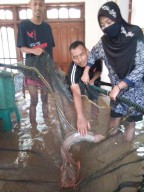 Diterpa Banjir, Sejumlah Ikan Lele di Bojonegoro 'Kebingungan' dan Nyasar ke Rumah Warga