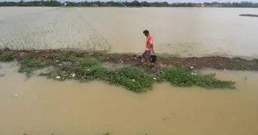 Gagal Panen Akibat Banjir, Petani di Gresik Tak Dapat  Ganti Rugi