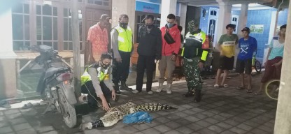 Buaya Sepanjang 1,8 Meter Tangkapan Warga Gisik Kidul Sedati Diserahkan ke BKSDA Jatim