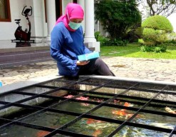 Ikan Cupang Jadi Teman Bu Khofifah Saat Isolasi Mandiri