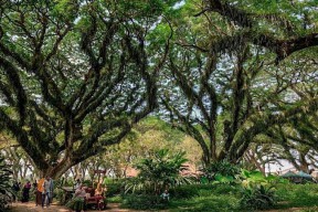 Wisata di Banyuwangi Bakal Dibuka Lagi, Mal, Cafe dan Tempat Karaoke Wajib Tutup Pukul 18.00 WIB