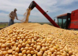 Produksi Kedelai di Jatim Defisit 390.677 Ton Terpaksa Impor