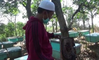 Kisah Sukses Mantan Preman Probolinggo yang Tobat hingga Naik Haji Berkat Budidaya Madu Lebah