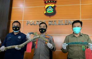 Empat Warga Banyuwangi Kepergok Curi Kayu di Bali, Dua Pelaku Dibekuk