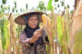 Produksi Jagung di Lamongan Alami Kenaikan, Rahasianya Ternyata Ini
