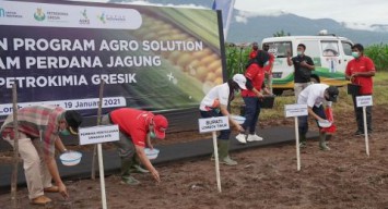 PT Petrokimia Gresik Gelar Agro Solution Tanam Jagung di Lombok Timur NTB