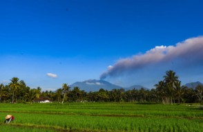 Abu Gunung Raung, Sebabkan Produktifitas Pertanian dan Hasil Panen Petani Banyuwangi Menurun