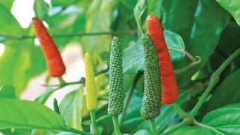 Harga Cabai Bagus, Petani Sumenep Tanam Cabai Jawa