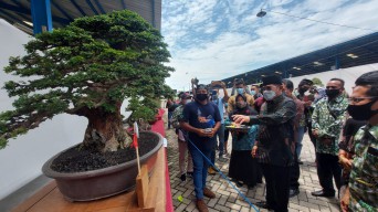 Persatuan Penggemar Bonsai Indonesia Sidoarjo Gelar Pameran Saat Pandemi, Ingin Tahu Omzet Per Harinya Berapa?