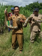 Dengan Modal Bismillah, Kades di Gresik Ini Langsung Cekik Ular Piton Sepanjang 3 Meter