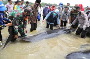 51 Ekor Ikan Paus Pilot Terdampar di Pantai Modung Bangkalan, Mayoritas Sudah Mati