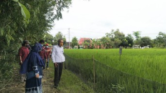 SKK Migas Apresiasi Program Budidaya Padi Organik Yang Dikembangkan Pertamina EP Asset 4 Cepu Field