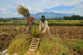 Produksi Beras Kabupaten Malang Melimpah Pasok Wilayah Sekitar