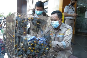 Januari-Februari Ditemukan 9 Penyelundupan Satwa Lewat Tanjung Perak, Dua Jenis Burung Ini Bakal Dilepasliarkan