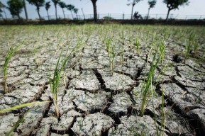 Kemarau 2021 Jatim Bakal Lebih Kering dari Sebelumnya