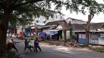 Rawan Tumbang, Ratusan Pohon di Tulungagung Diremajakan