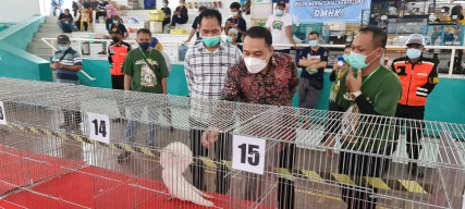 Wali Kota Eri Cahyadi Kesensem Merpati Hias  