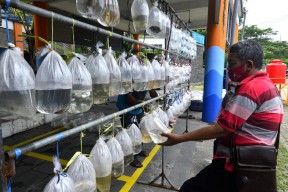 Pemkot Surabaya Sulap SIB Jadi Pasar Ikan Hias, Ternyata Tujuan Ini