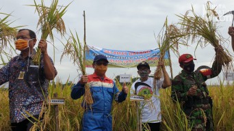 Kelompok Tani Binaan PT Pertamina EP Panen Raya Padi di Blora