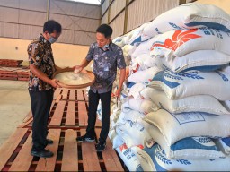 Harga Gabah  di Bojonegoro Anjlok, Ini Jawaban Bulog