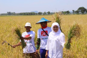 Tahun Ini Produksi Padi Jawa Timur Turun 35 Ribu Ton