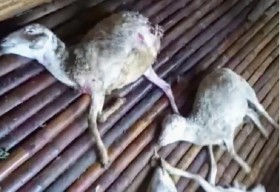14 Kambing Milik Warga Bondowoso Kembali Mati Diserang ‘Pemangsa Misterius’