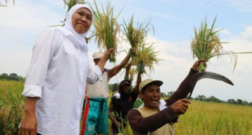 Selama 2020 Produksi Gabah di Jawa Timur Nyaris Tembus 10 Juta Ton